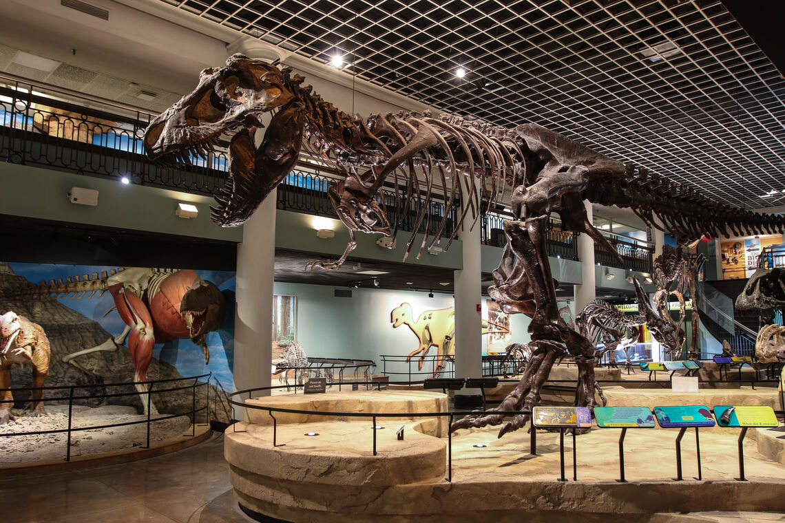 ans dinohall