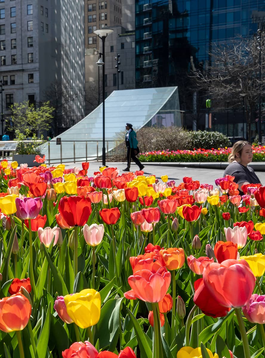A vibrant field of red, yellow, and pink tulips in a city park, with modern glass buildings and a pedestrian in the background, captures a lively spring atmosphere.